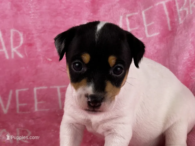 Stella JRT – Parson Russell Terrier puppy for sale in Birmingham, AL
