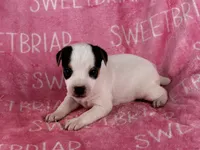 Gabby , a female Jack Russell Terrier for sale in Birmingham, AL – 2 of 5