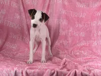 Gabby , a female Jack Russell Terrier for sale in Birmingham, AL – 3 of 3