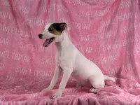 Piper , a female Parson Russell Terrier for sale in Birmingham, AL – 3 of 7