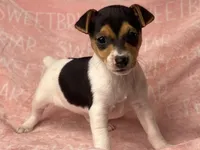 Ellie Mae  JRT, a female Parson Russell Terrier for sale in Birmingham, AL – Photo 4 of 5