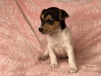 Ellie Mae  JRT, a female Parson Russell Terrier for sale in Birmingham, AL – Photo 3 of 5