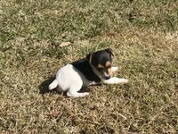 Ellie Mae  JRT, a female Parson Russell Terrier for sale in Birmingham, AL – Photo 5 of 5