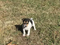 Ellie Mae  JRT, a female Parson Russell Terrier for sale in Birmingham, AL – Photo 1 of 5