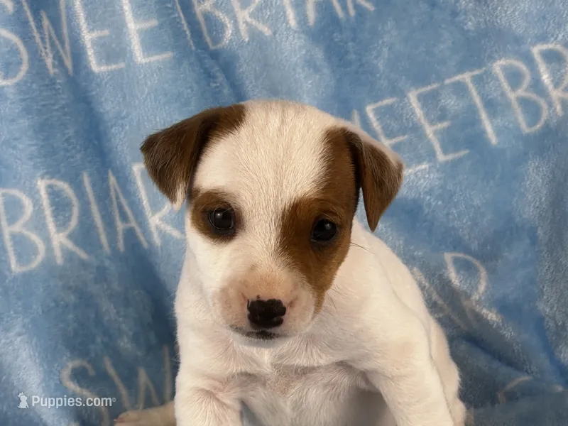 Porter  – Jack Russell Terrier puppy for sale in Birmingham, AL