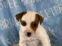 Porter , a male Jack Russell Terrier for sale in Birmingham, AL – 1 of 5