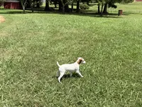 Porter , a male Jack Russell Terrier for sale in Birmingham, AL – 3 of 4