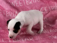 Piper , a female Parson Russell Terrier for sale in Birmingham, AL – 5 of 6