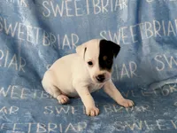 Sawyer , a male Jack Russell Terrier for sale in Birmingham, AL – 6 of 6
