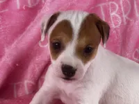Poppy , a female Jack Russell Terrier for sale in Birmingham, AL – 2 of 5