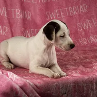 Luna JRT, a female Parson Russell Terrier for sale in Birmingham, AL – Photo 3 of 10