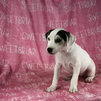Luna JRT, a female Parson Russell Terrier for sale in Birmingham, AL – Photo 8 of 10