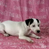 Luna JRT, a female Parson Russell Terrier for sale in Birmingham, AL – Photo 4 of 10