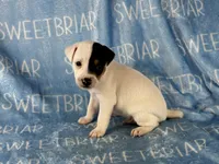 Sawyer , a male Jack Russell Terrier for sale in Birmingham, AL – 3 of 6
