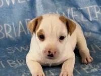 Jackson JRT, a male Parson Russell Terrier for sale in Birmingham, AL – 3 of 5