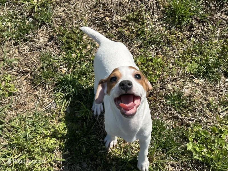 Raider JRT – Parson Russell Terrier puppy for sale in Birmingham, AL