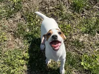 Raider JRT, a male Parson Russell Terrier for sale in Birmingham, AL – 2 of 7