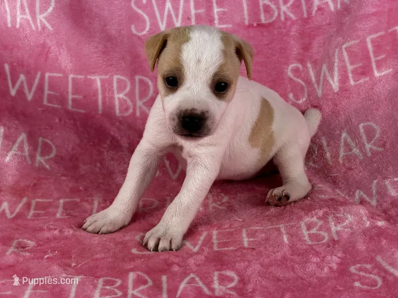 Dixie  – Jack Russell Terrier puppy for sale in Birmingham, AL