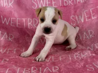 Dixie , a female Jack Russell Terrier for sale in Birmingham, AL – 1 of 9