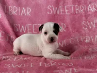 Piper , a female Jack Russell Terrier for sale in Birmingham, AL – 2 of 5