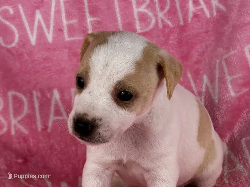 Dixie JRT – Parson Russell Terrier puppy for sale in Birmingham, AL