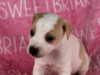 Dixie JRT, a female Parson Russell Terrier for sale in Birmingham, AL – 2 of 7