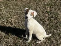 Hershey, a male Jack Russell Terrier for sale in Birmingham, AL – Photo 1 of 5