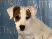 Hershey, a male Jack Russell Terrier for sale in Birmingham, AL – Photo 2 of 5