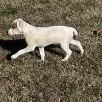 Hershey, a male Jack Russell Terrier for sale in Birmingham, AL – Photo 3 of 5