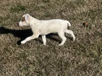 Hershey, a male Jack Russell Terrier for sale in Birmingham, AL – Photo 4 of 5