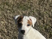 Hershey, a male Jack Russell Terrier for sale in Birmingham, AL – Photo 5 of 5