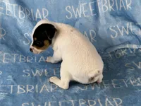 Sawyer JRT, a male Parson Russell Terrier for sale in Birmingham, AL – 6 of 6