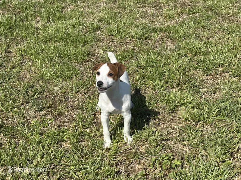 Ryder JRT  – Parson Russell Terrier puppy for sale in Birmingham, AL