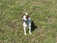 Ryder JRT , a male Parson Russell Terrier for sale in Birmingham, AL – 1 of 10