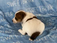 Parker , a male Jack Russell Terrier for sale in Birmingham, AL – 5 of 5