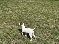 Ryder JRT , a male Parson Russell Terrier for sale in Birmingham, AL – 5 of 10