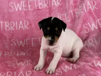 Stella, a female Jack Russell Terrier for sale in Birmingham, AL – 6 of 6
