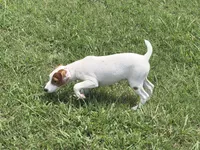 Petey JRT, a male Parson Russell Terrier for sale in Birmingham, AL – 5 of 9