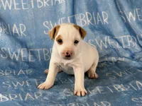 Jackson JRT, a male Parson Russell Terrier for sale in Birmingham, AL – 1 of 5