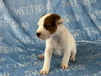Petey JRT, a male Parson Russell Terrier for sale in Birmingham, AL – 4 of 6
