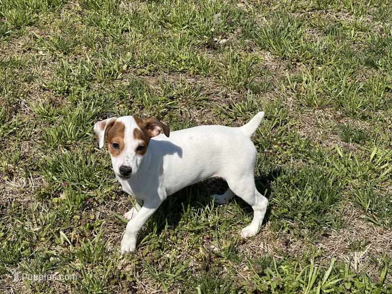 Raider JRT – Parson Russell Terrier puppy for sale in Birmingham, AL