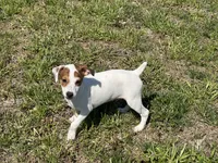 Raider JRT, a male Parson Russell Terrier for sale in Birmingham, AL – 1 of 7