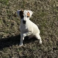 Hershey JRT, a male Parson Russell Terrier for sale in Birmingham, AL – Photo 6 of 8