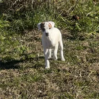 Hershey JRT, a male Parson Russell Terrier for sale in Birmingham, AL – Photo 8 of 8