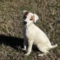 Hershey JRT, a male Parson Russell Terrier for sale in Birmingham, AL – Photo 2 of 8
