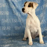 Hershey JRT, a male Parson Russell Terrier for sale in Birmingham, AL – Photo 3 of 8