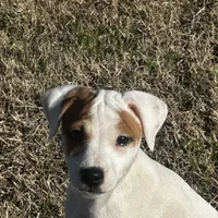 Hershey JRT, a male Parson Russell Terrier for sale in Birmingham, AL – Photo 5 of 8