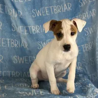 Hershey JRT, a male Parson Russell Terrier for sale in Birmingham, AL – Photo 4 of 8