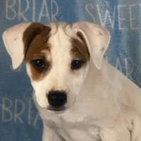Hershey JRT, a male Parson Russell Terrier for sale in Birmingham, AL – Photo 1 of 8