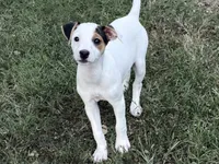 Piper , a female Parson Russell Terrier for sale in Birmingham, AL – 1 of 7